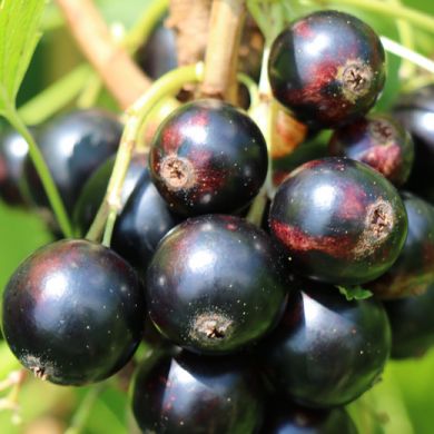 RIBES CASSISSIMA® BLACK MARBLE