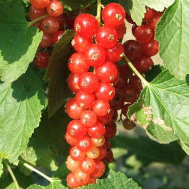 RIBES ROSSO-ROVADA-
