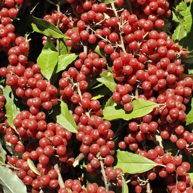 GOUMI SWEET'N'SOUR - Eleagnus umbellata-