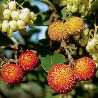 CORBEZZOLO - (Arbutus unedo)