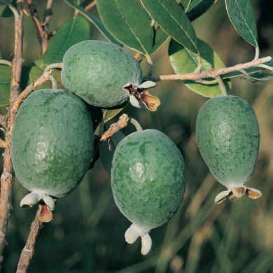 FEIJOA SELLOWIANA - COOLIDGE-