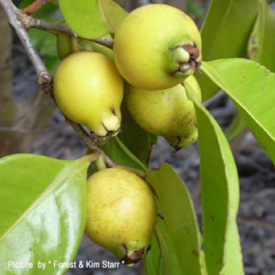 GUAVA GIALLA  ( Psidium cattleianum )