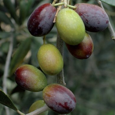 OLIVI  - TAGGIASCA (Varietà da olio e da mensa) - Autofertile -