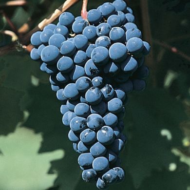 BARBATELLE DA VINO ROSSO - CABERNET SAUVIGNON -