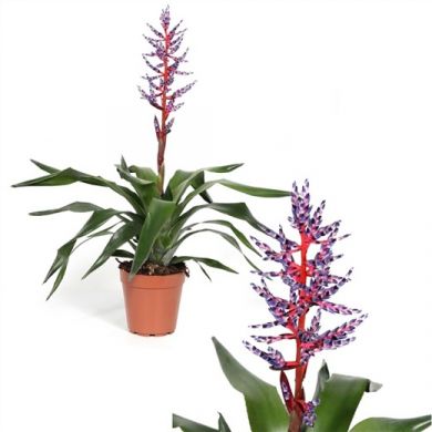 Aechmea 'Blue Rain' - consegna SOLO su Milano