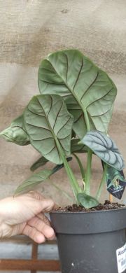 Alocasia 'Silver Dragon' - consegna SOLO su Milano