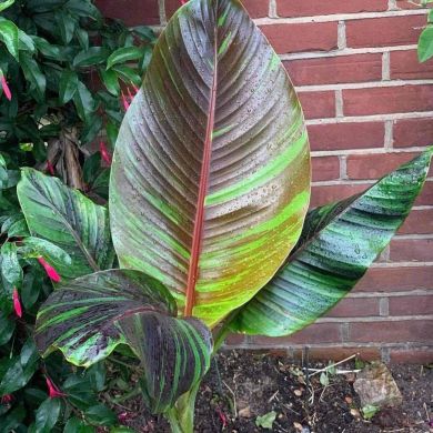 MUSA sikkimensis RED TIGER