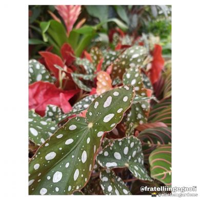 Begonia maculata 'Wightii' - consegna SOLO su Milano