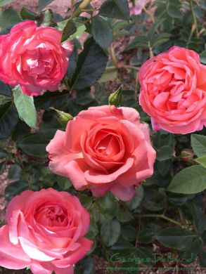 ROSA - ROSAIO A CESPUGLIO-BIJOU CORAIL®-