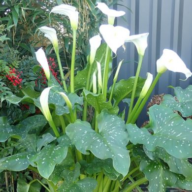 CALLA GIGANTE ( Zantedeschia aethiopica L. )