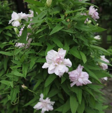 CALYSTEGIA HEDERACEA -FLORE PLENO-