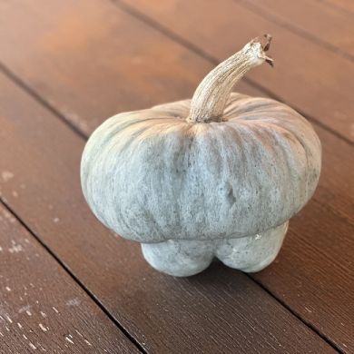 INGEGNOLI ZUCCA MANTOVANA A FORMA DI CAPPELLO DEL PRETE SU SFONDO LEGNO