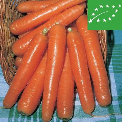 CARROT - MEZZA LUNGA NANTESE 2 -  organic