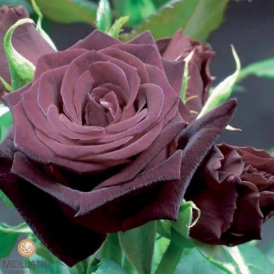 ROSAIO A CESPUGLIO - BLACK BACCARA® Meidebenne 