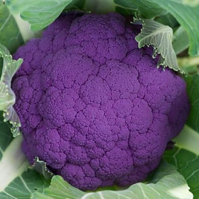 CAULIFLOWER HYBRID F1  -Graffiti-