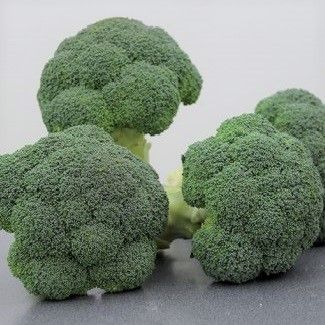  BROCCOLI Hybrid F1 - KOROS- 