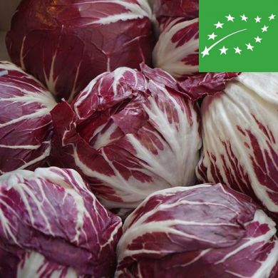 CHICORY - PALLA ROSSA 3 - organic