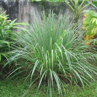 CITRONELLA-LEMONGRASS -CYMBOPOGOM FLEX- pianta in vaso