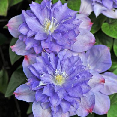 CLEMATIDE (Clematis)-BLUE EXPLOSION