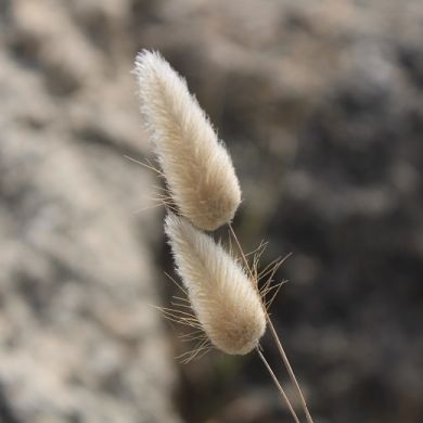 fiori secchi, fiori stabilizzati