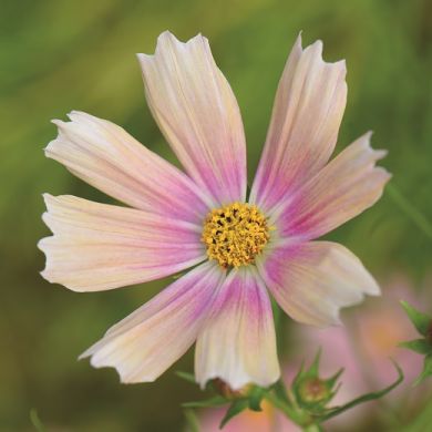 COSMOS Apricot lemonade