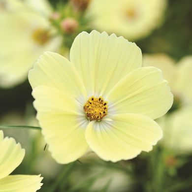 COSMEA Lemonade