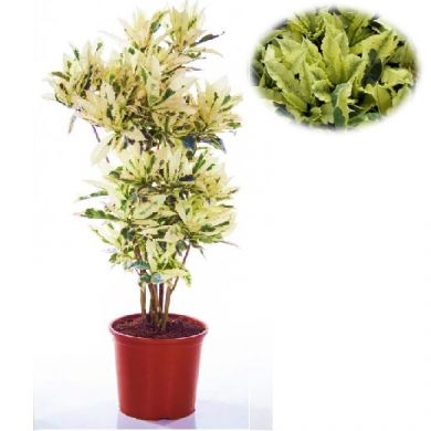 CROTON TAMARA - SOLO PER CONSEGNA A MILANO