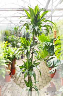 Dracaena deremensis - consegna SOLO su Milano