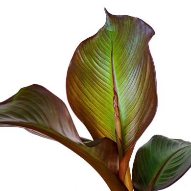 Banano da interni - Ensete Maurelii - consegna SOLO su Milano