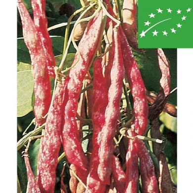 POLE SHELL BEAN -BORLOTTO LINGUA DI FUOCO 2- organic