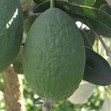 FEIJOA SELLOWIANA-TRIUMPH-