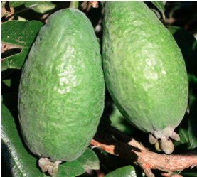 FEIJOA SELLOWIANA - MAMMOUTH-