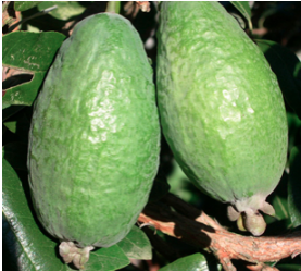 FEIJOA SELLOWIANA - MOMMOUTH-