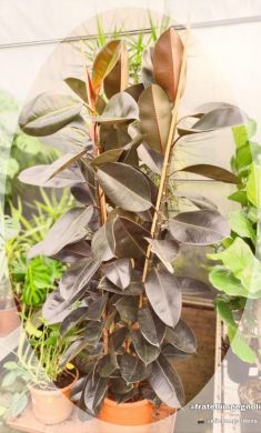 Ficus elastica robusta - consegna SOLO su Milano