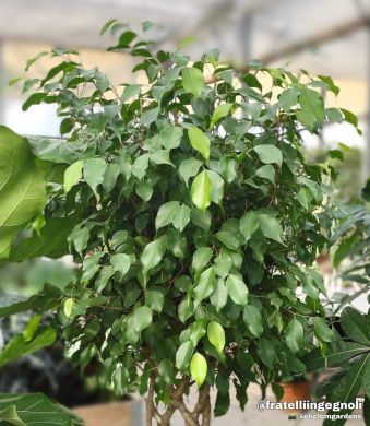 Ficus benjamina - consegna SOLO su Milano