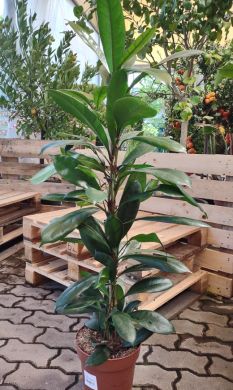 Ficus cyathistipula - consegna SOLO su Milano