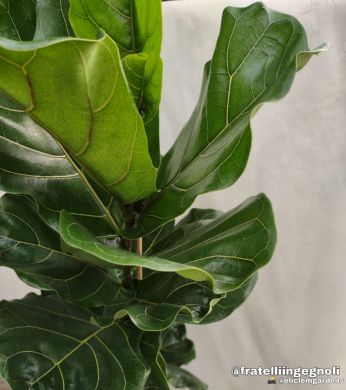 Ficus lyrata - consegna SOLO su Milano