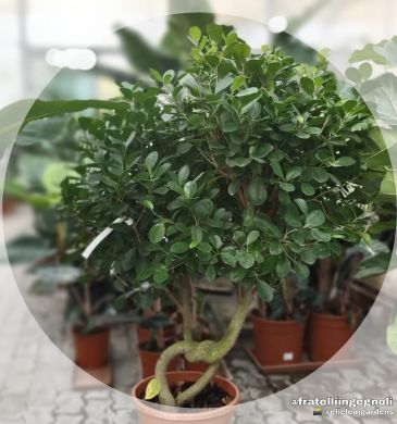 Ficus nitida alberello - consegna SOLO su Milano