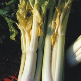 CELERY - DORATO D'ASTI - tape seeds