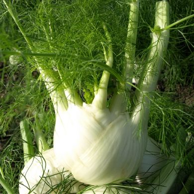 FENNEL Romanesco BIO