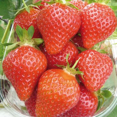 fragole a radice nuda favori
