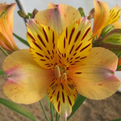 ALSTROEMERIA  NICOLAS