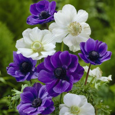 ANEMONE DI CAEN BLUE & WHITE