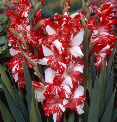 GLADIOLI KOI PURSUIT