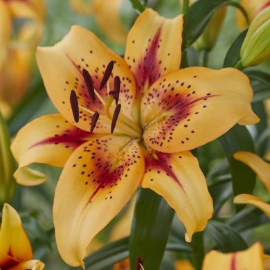 GIGLIO (Lilium) HOTEL CALIFORNIA