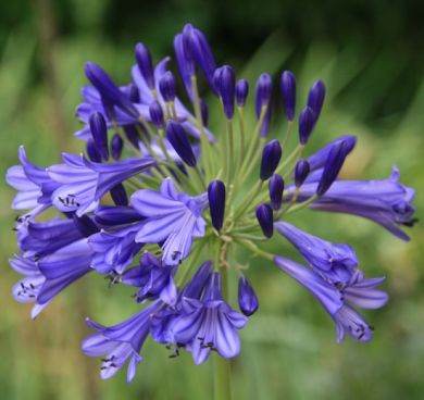 AGAPANTHUS -VALLÉE DE LA LOIRE