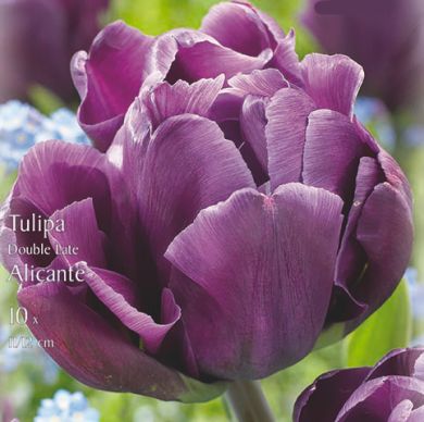 TULIPANO DOPPIO  ALICANTE