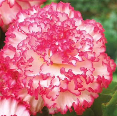 BEGONIA A GRANDI FIORI DOPPI - MARMORATA PINK/WHITE