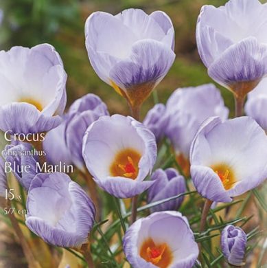 CROCUS CHRYSANTHUS BLUE MARLIN