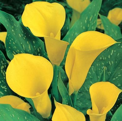 CALLA -YELLOW-